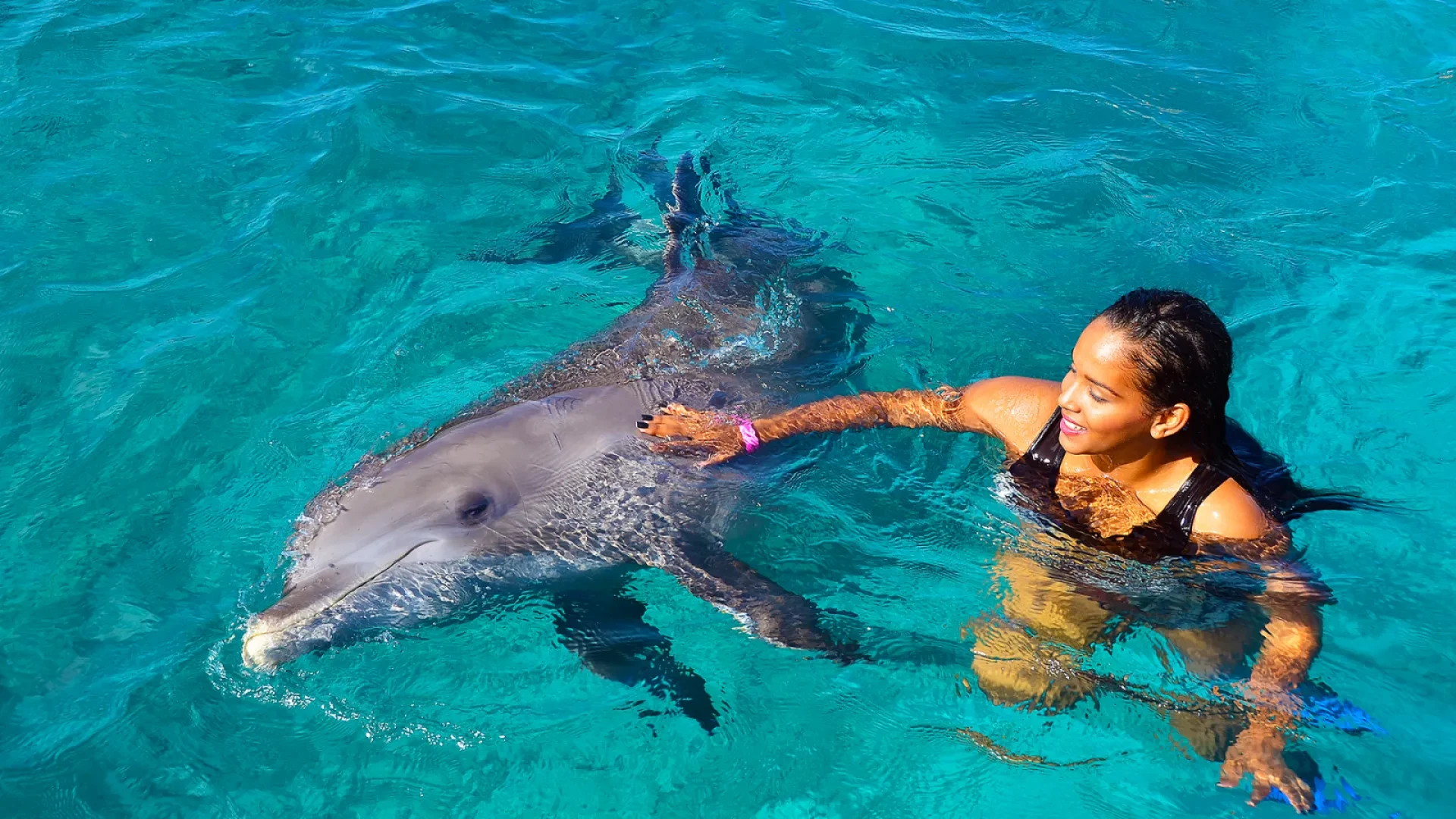 Dolphin Swim in Curacao