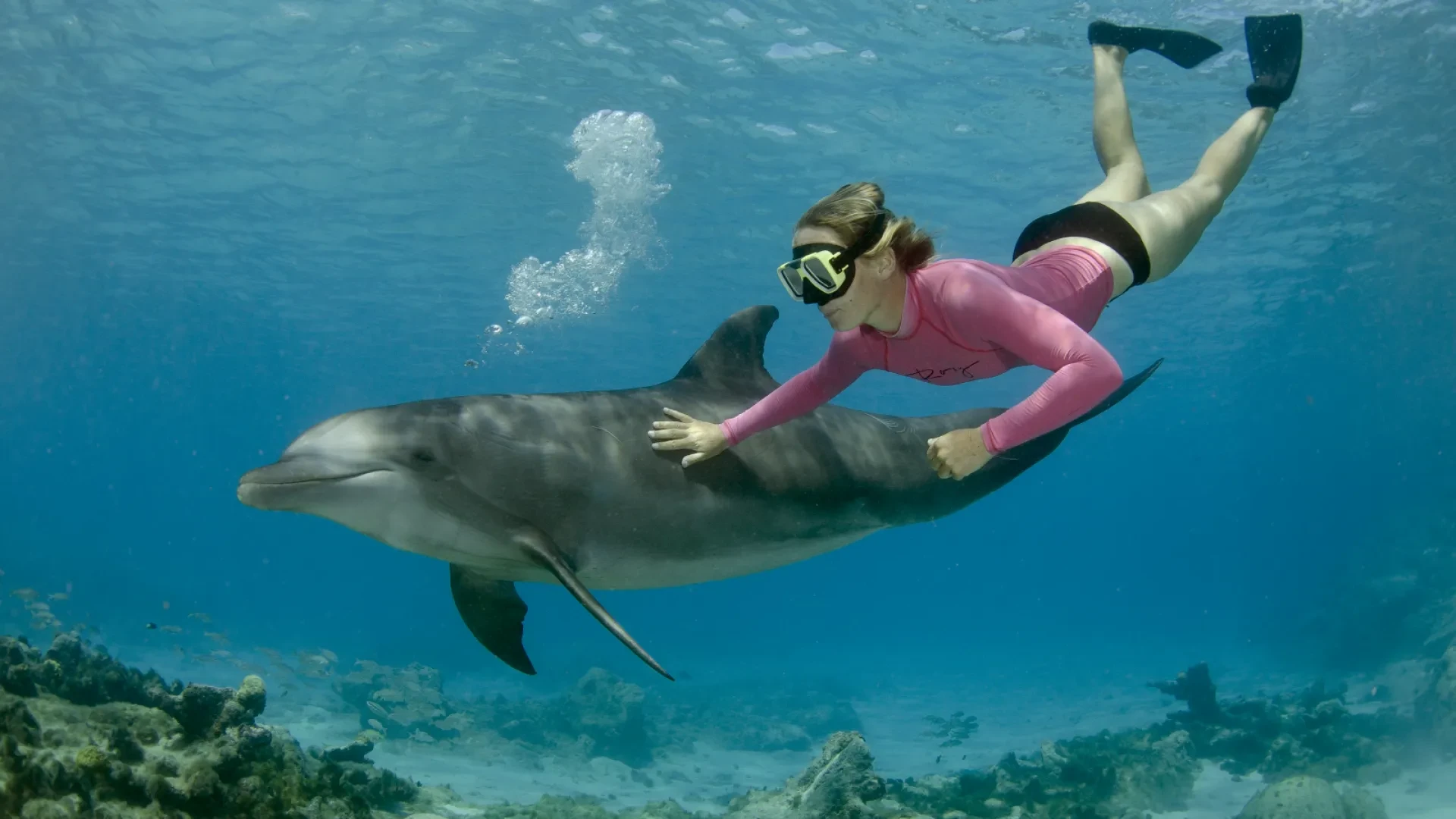 Dolphin Snorkeling in Curacao