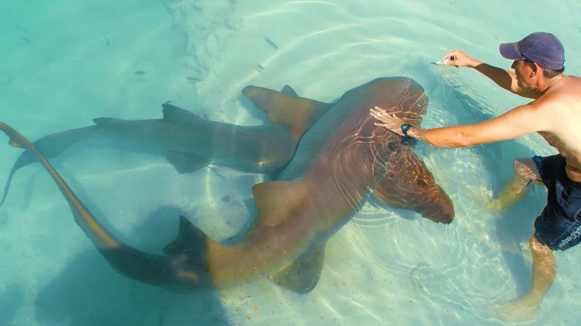 Shark Encounter at Ocean World Adventure Park in Puerto Plata