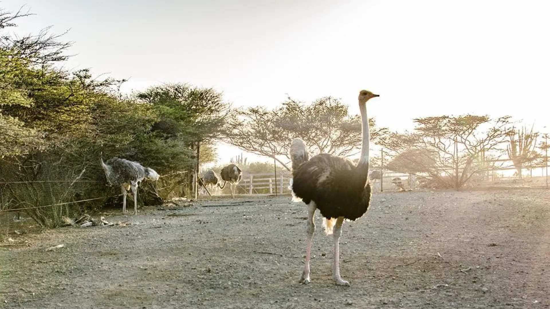 Ostrich Farm Entrance with Safari Tour