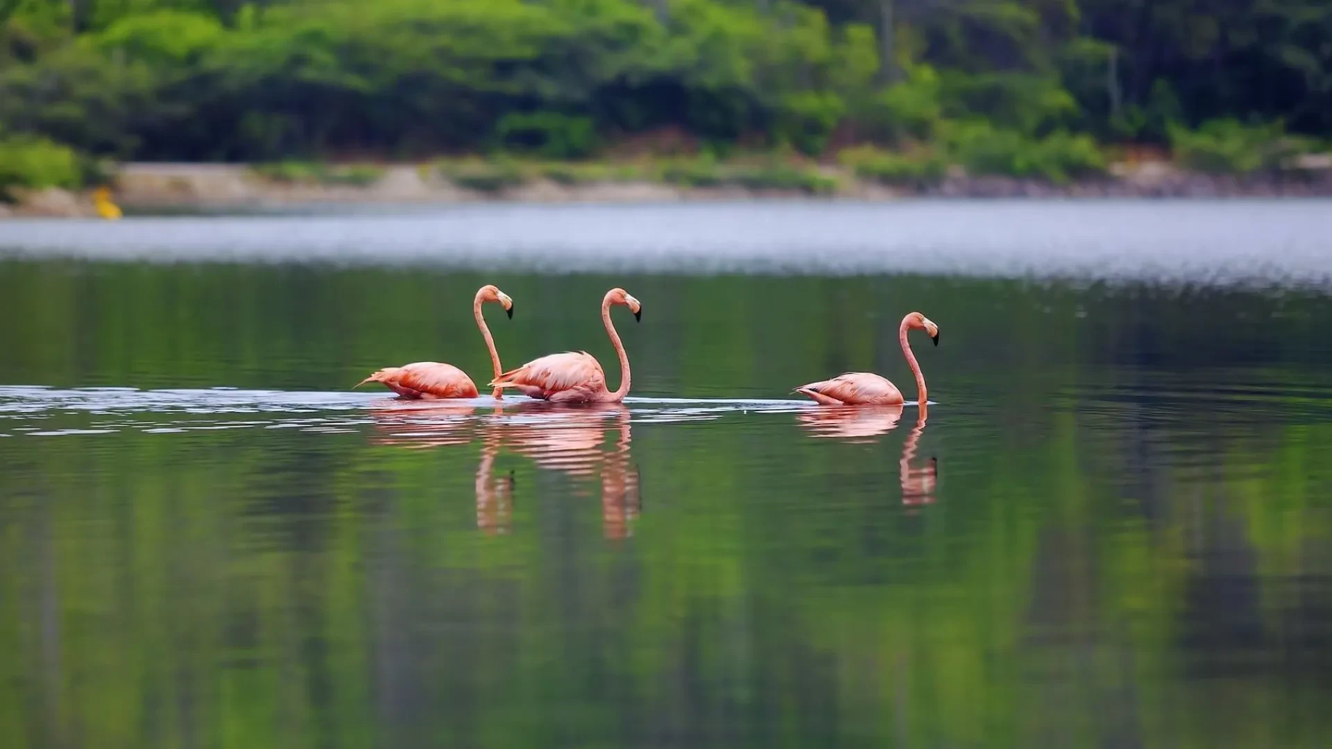 Complete Bonaire Island Tour by Car