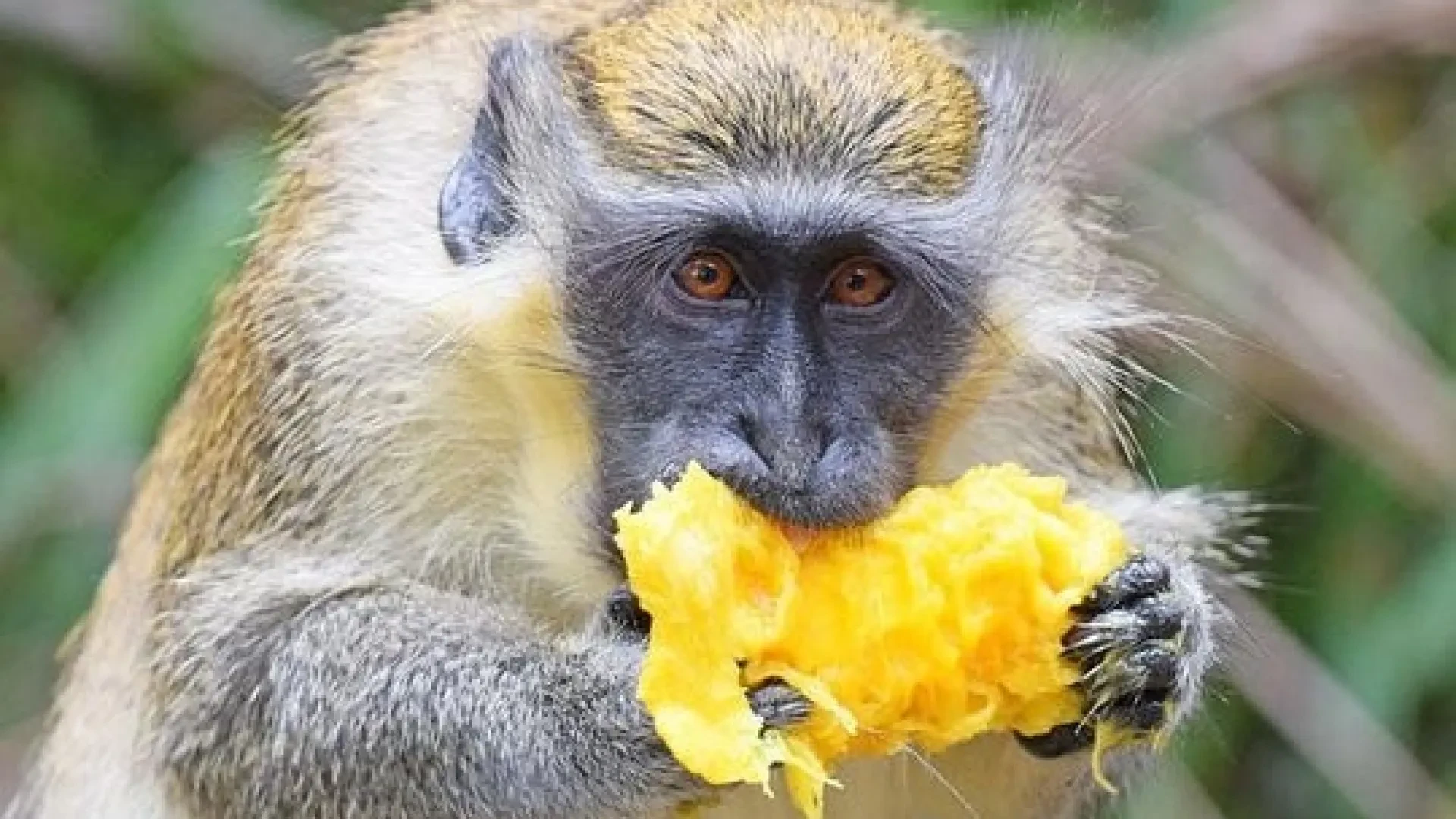 Highlights of Barbados Sightseeing Tour