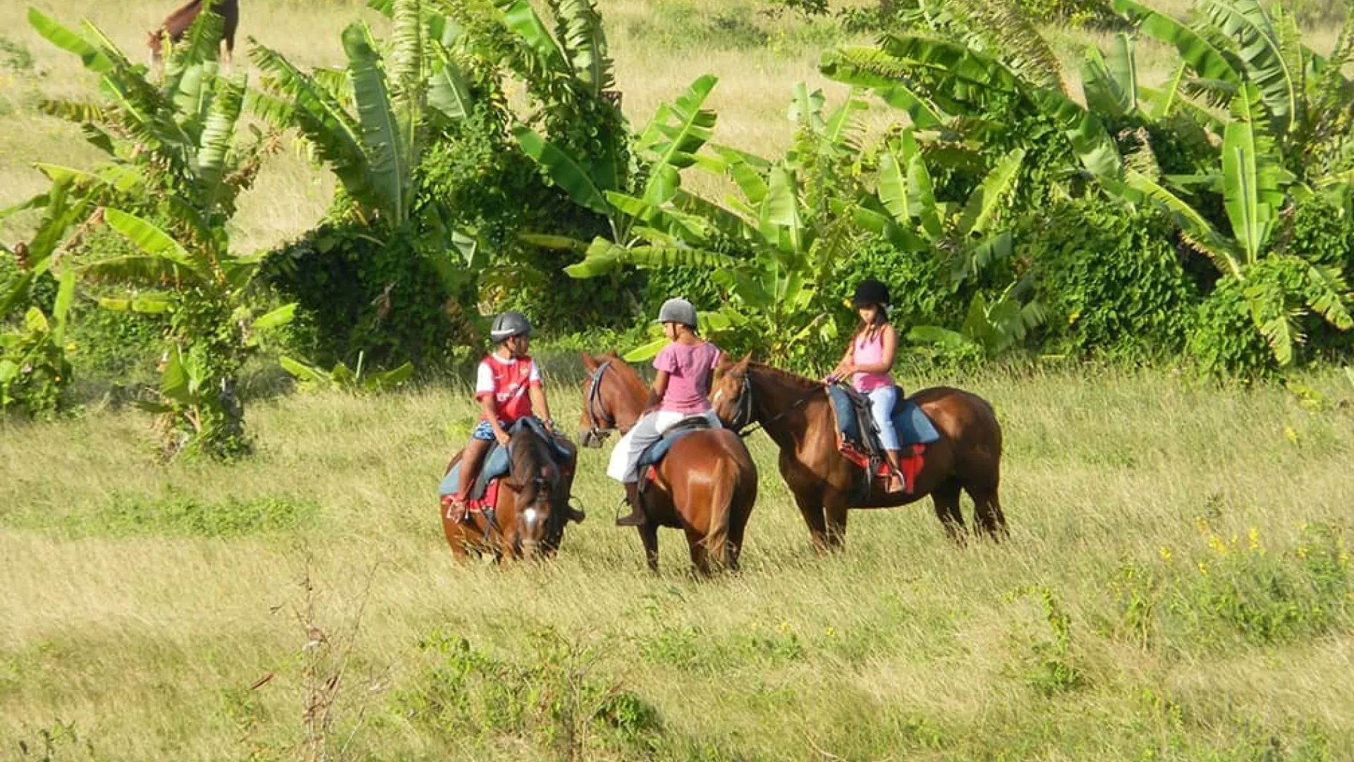 Horseback Riding in Barbados: Picnic Tour