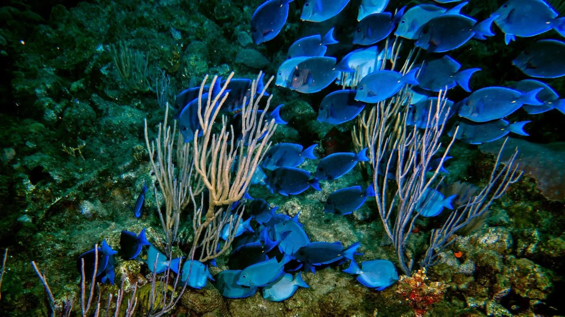 Deep Sea Fishing in Puerto Plata