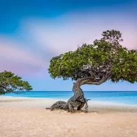 Fofoti trees on a beach in Aruba in 2025