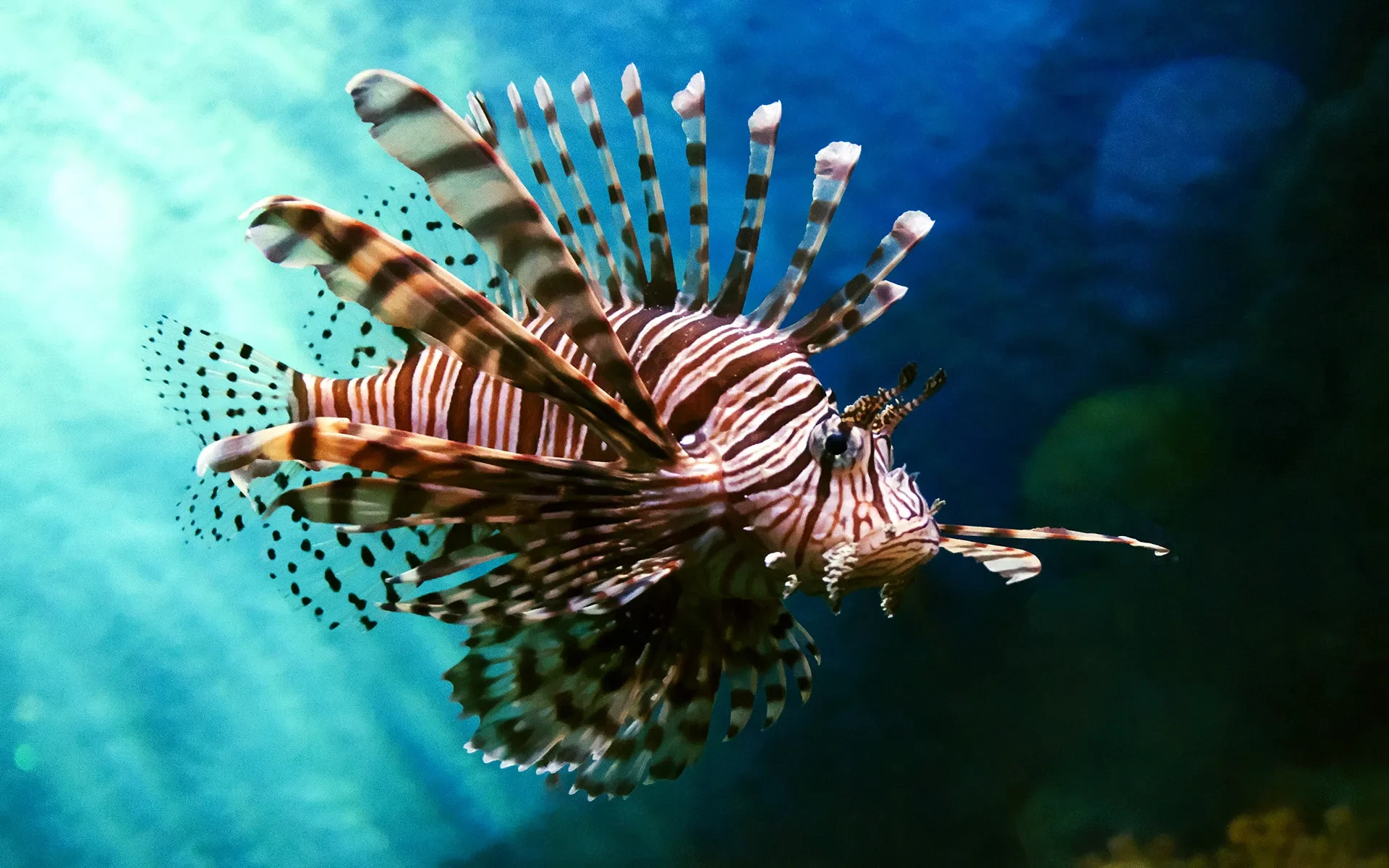 Caribbean Lionfish: The Beautiful Eco-Disaster