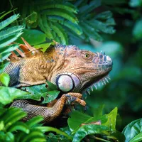 Curacao wildlife in 2025