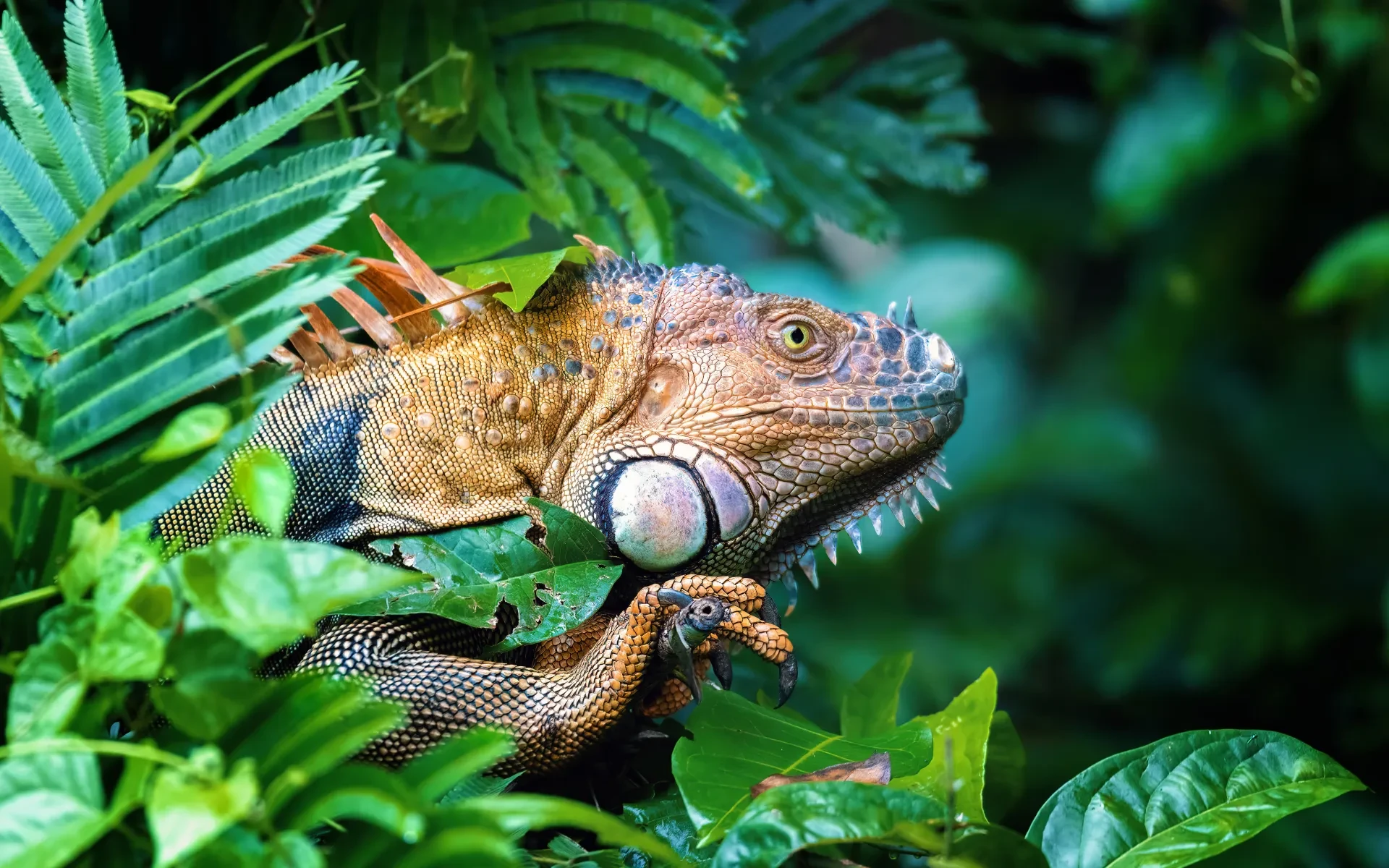 Curacao wildlife in 2025