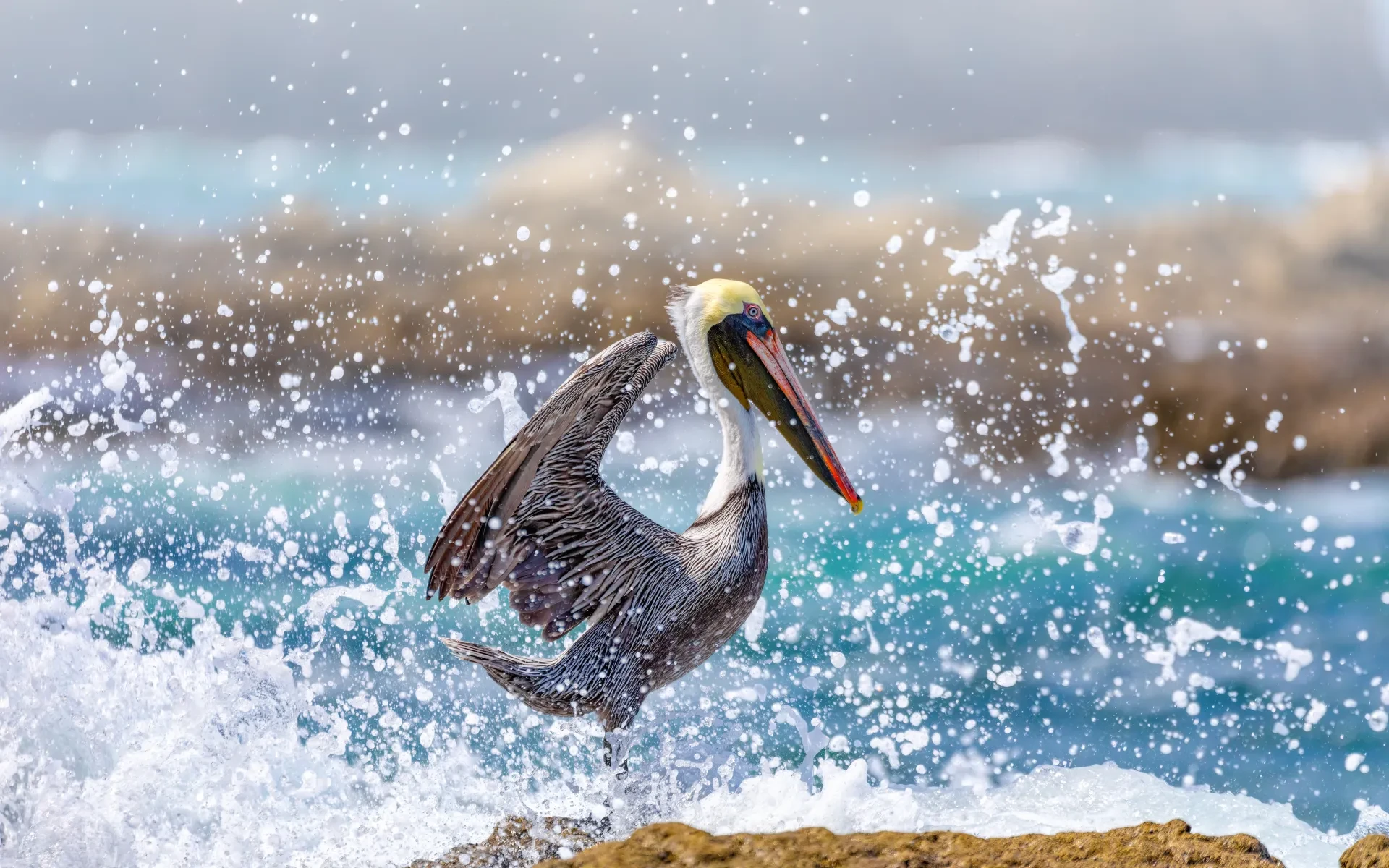 Brown pelican, a signature species of St. Maarten wildlife in 2025