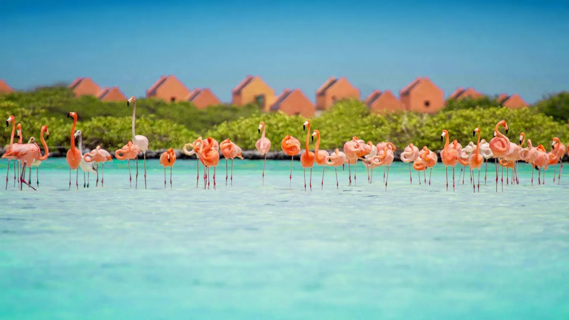 Bonaire Travel Guide 2026